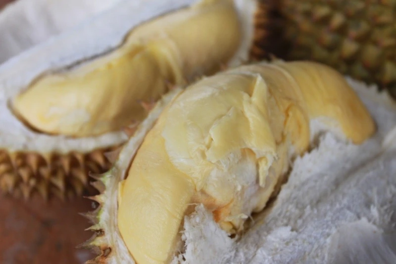 賊猴山豬松鼠榴槤園四害　園主絞盡腦汁護心血