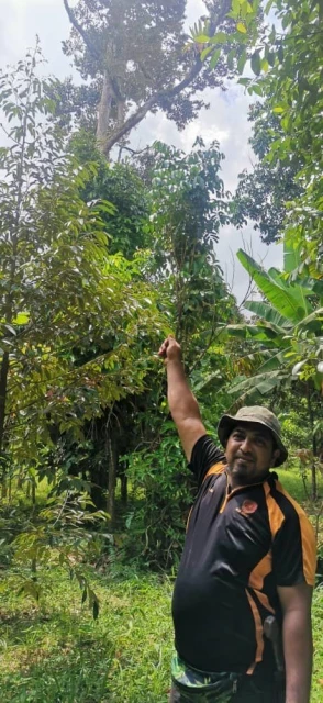 賊猴山豬松鼠榴槤園四害　園主絞盡腦汁護心血