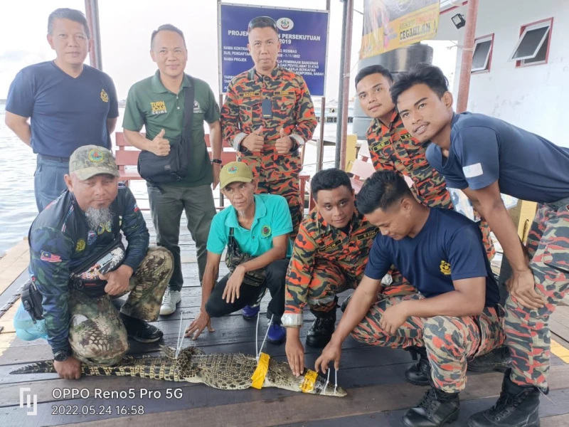 仙本那汶汶島 發現的鱷魚被捕獲