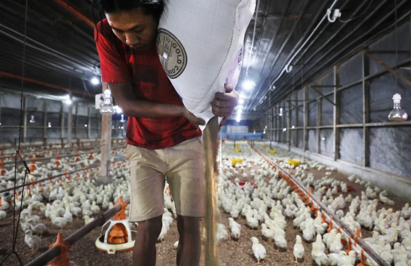 馬國禁出口活雞導致本地鬧「雞荒」　接下來還有海南雞飯吃嗎？