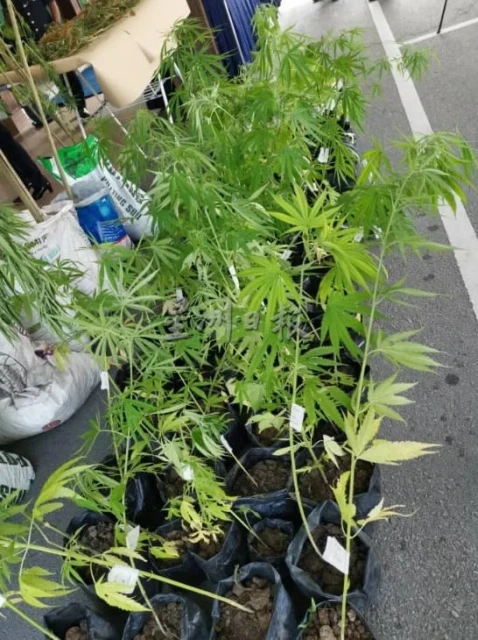 馬國史上最大宗！前外交官退休後在家開墾「大麻園」