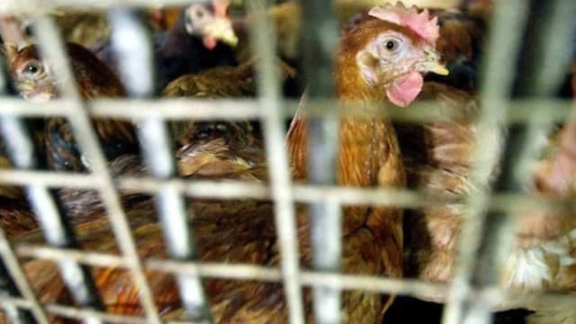 雞隻禁出口 馬國雞農擔心衍生長期問題