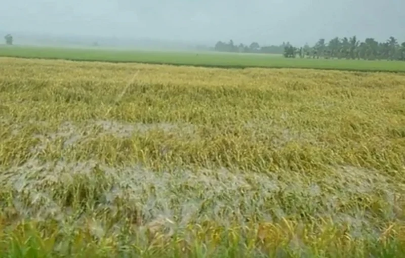 狂風襲擊適耕莊稻田 稻民可申請風災津貼