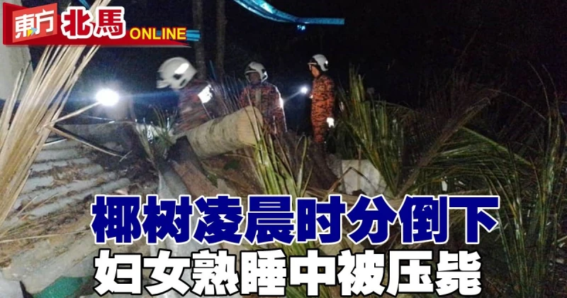 椰樹凌晨時分倒下　婦女熟睡中被壓斃