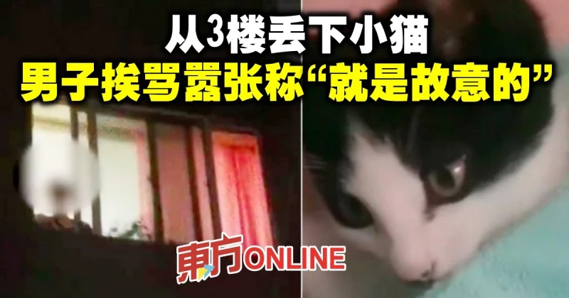 從3樓丟下小貓　男子挨罵囂張稱「就是故意的」