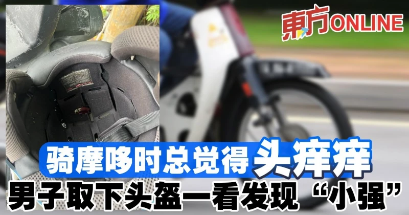 騎摩哆時總覺得頭痒痒　男子取下頭盔一看發現「小強」