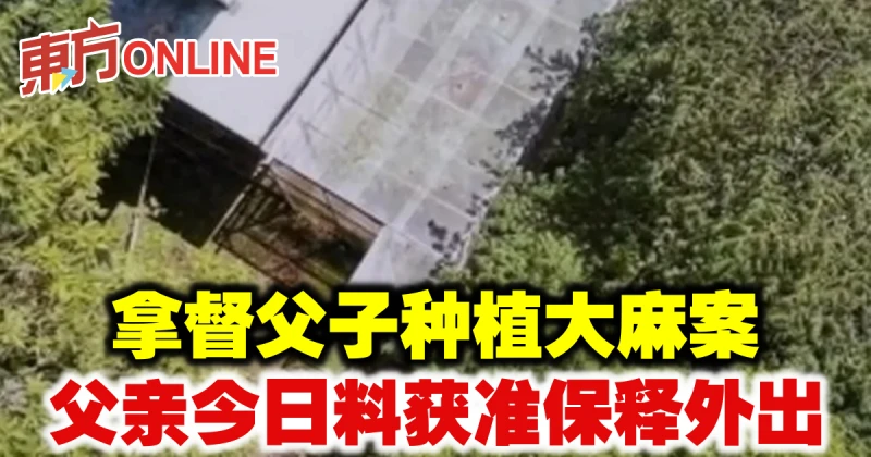 拿督父子種植大麻案　父親今日料獲准保釋外出