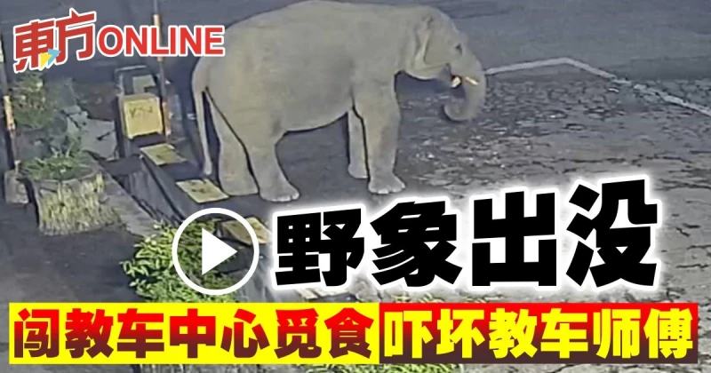 野象出沒闖教車中心覓食　嚇壞教車師傅