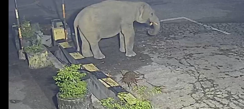 野象出沒闖教車中心覓食　嚇壞教車師傅