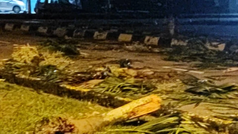 野象出沒闖教車中心覓食　嚇壞教車師傅