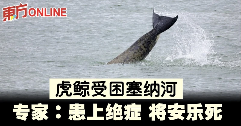 患絕症虎鯨受困塞納河　專家：將實施安樂死