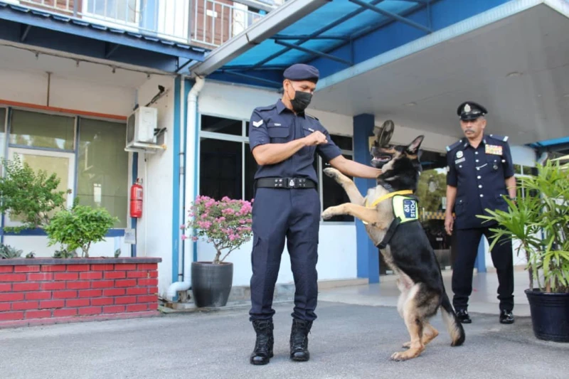 尋獲失蹤老翁遺體　警犬Chulio獲獎牌和狗糧 