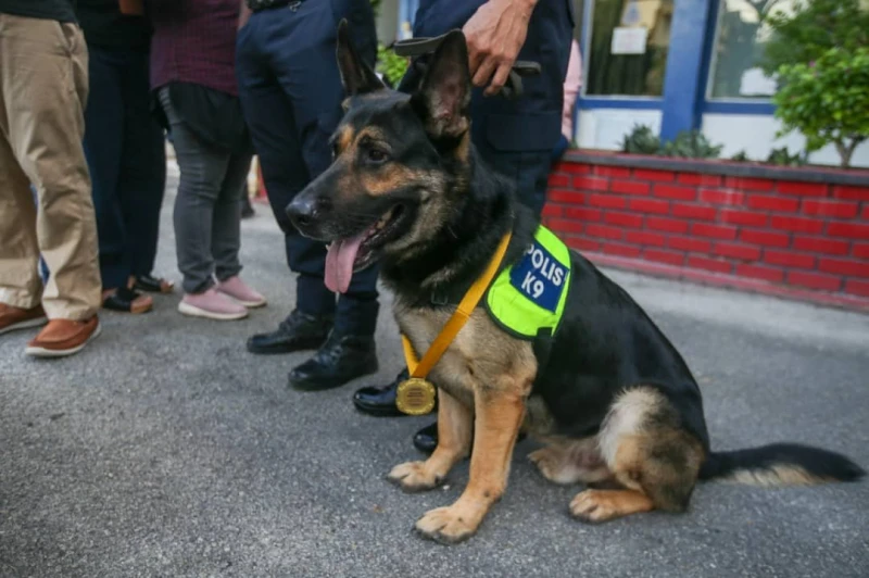 尋獲失蹤老翁遺體　警犬Chulio獲獎牌和狗糧 