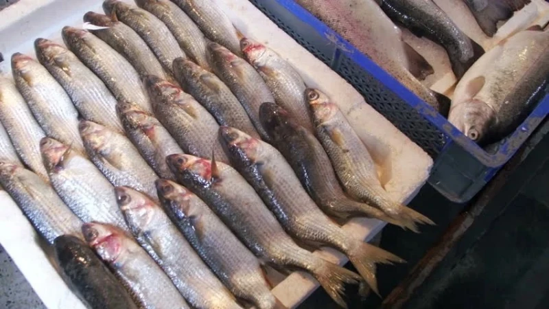 海魚、養殖魚與進口漁同步減產　漁獲市場30年來最嚴重短缺