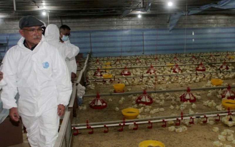 農長：全國超市雞肉供應穩定　未有明顯短缺現象