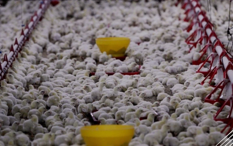 農長：全國超市雞肉供應穩定　未有明顯短缺現象