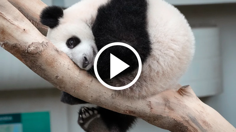 「升誼」小熊貓1歲生日&nbsp; 大馬動物園送刨冰蛋糕&nbsp;