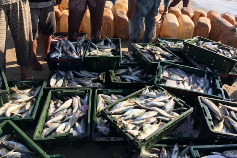 受供應鏈困擾&nbsp;&nbsp;大馬魚價漲10%至30%