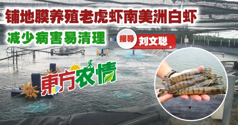 蝦池鋪地膜易打理少病害　蝦存活率提高至80%  