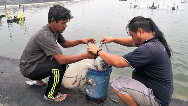 蝦池鋪地膜易打理少病害　蝦存活率提高至80%  