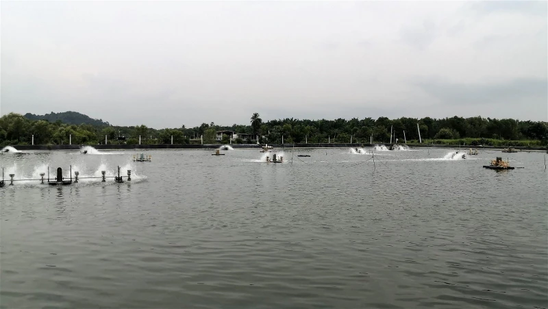 蝦池鋪地膜易打理少病害　蝦存活率提高至80%  