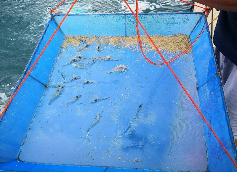 蝦池鋪地膜易打理少病害　蝦存活率提高至80%  