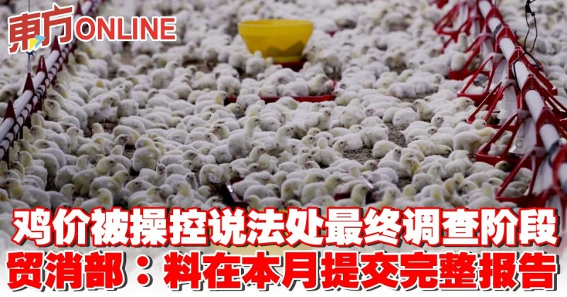雞價被操控說法處最終調查階段　貿消部：料在本月提交完整報告