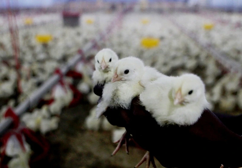 7月起停發補貼予雞農　首相：直接發補貼給人民