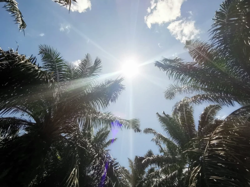 西南季候風帶來乾燥 斗湖氣溫出現異常酷熱