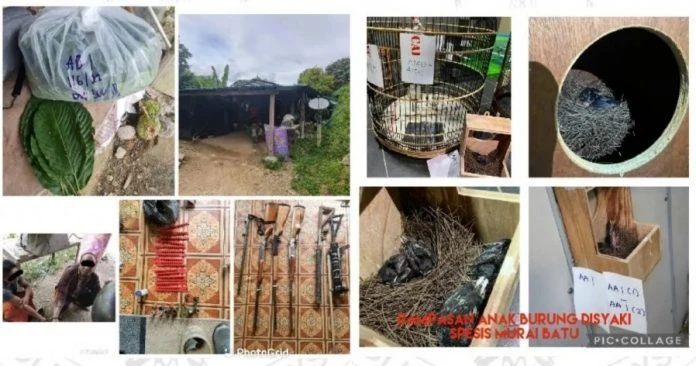 警搗破珍禽走私活動捕3人 起76隻珍禽與大批槍枝彈藥