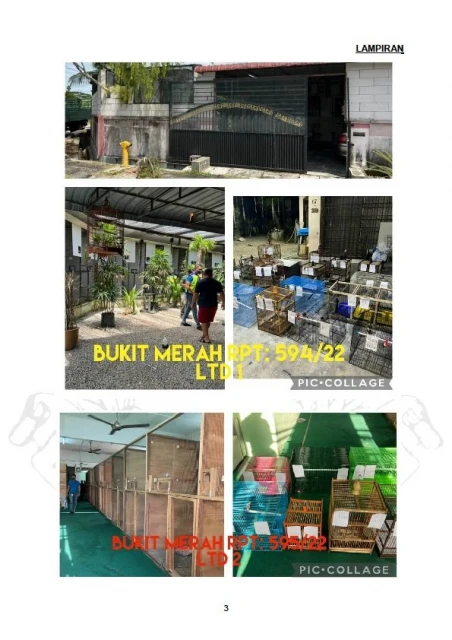 警搗破珍禽走私活動捕3人　起76隻珍禽與大批槍枝彈藥