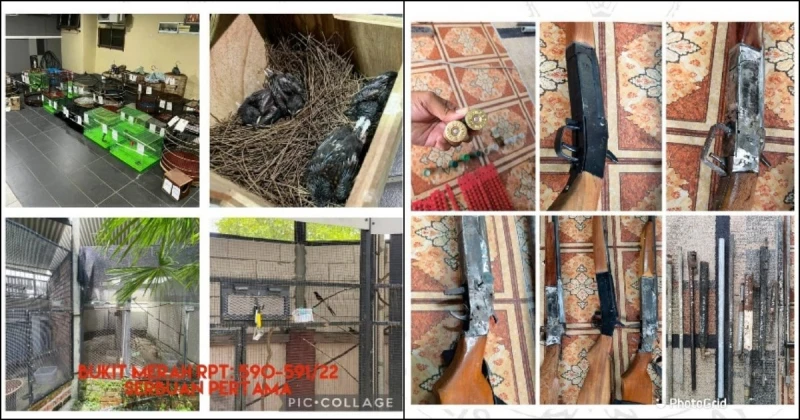 警搗破珍禽走私活動捕3人　起76隻珍禽與大批槍枝彈藥