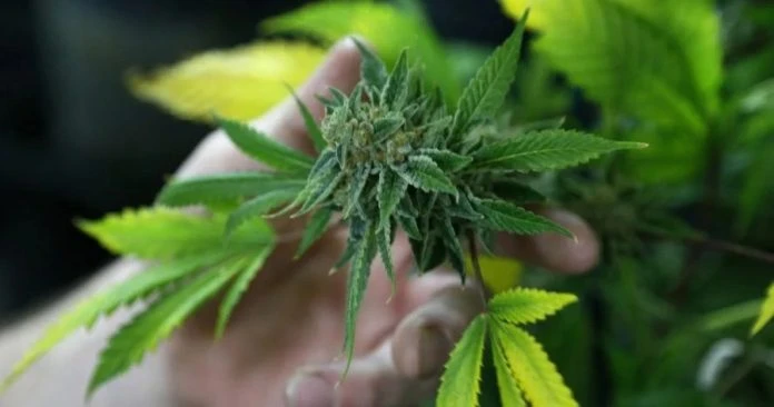 前大使與兒子被控販運毒品 兩人皆不認罪