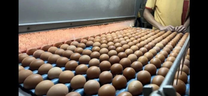 肉雞供應料未來兩周回穩 李廷漢:政府探討新機制減輕人民負擔