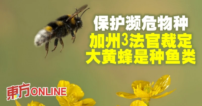 保護瀕危物種　加州3法官裁定大黃蜂是種魚類