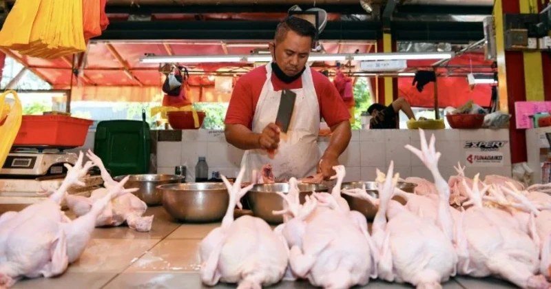 獸醫局：肉雞短缺料月內解決