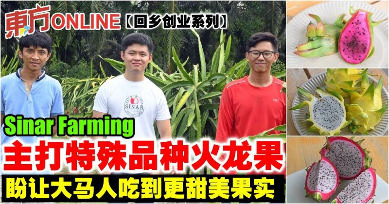 【回鄉創業系列】主打特殊品種火龍果　Sinar Farming盼讓大馬人吃到更甜美果實