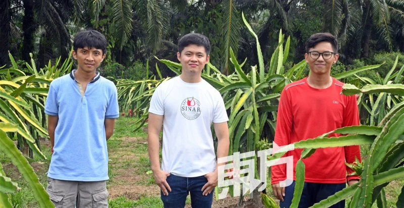 【回鄉創業系列】主打特殊品種火龍果　Sinar Farming盼讓大馬人吃到更甜美果實