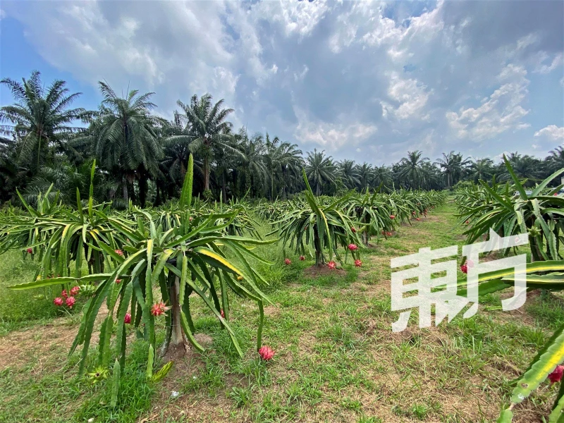 【回鄉創業系列】主打特殊品種火龍果　Sinar Farming盼讓大馬人吃到更甜美果實