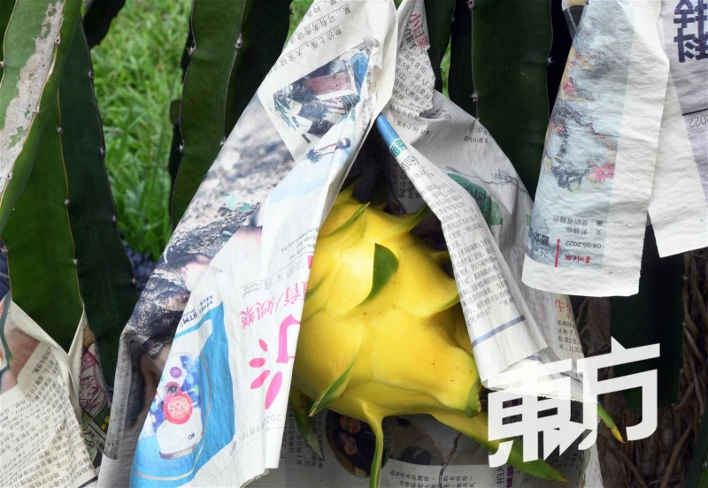 【回鄉創業系列】主打特殊品種火龍果　Sinar Farming盼讓大馬人吃到更甜美果實