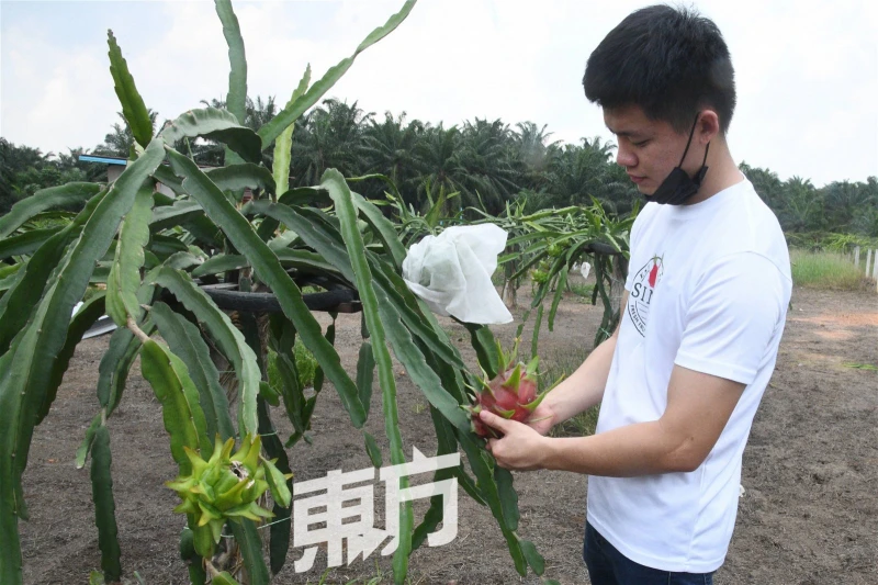 【回鄉創業系列】主打特殊品種火龍果　Sinar Farming盼讓大馬人吃到更甜美果實