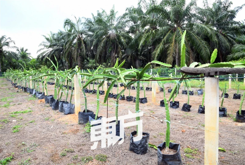 【回鄉創業系列】主打特殊品種火龍果　Sinar Farming盼讓大馬人吃到更甜美果實