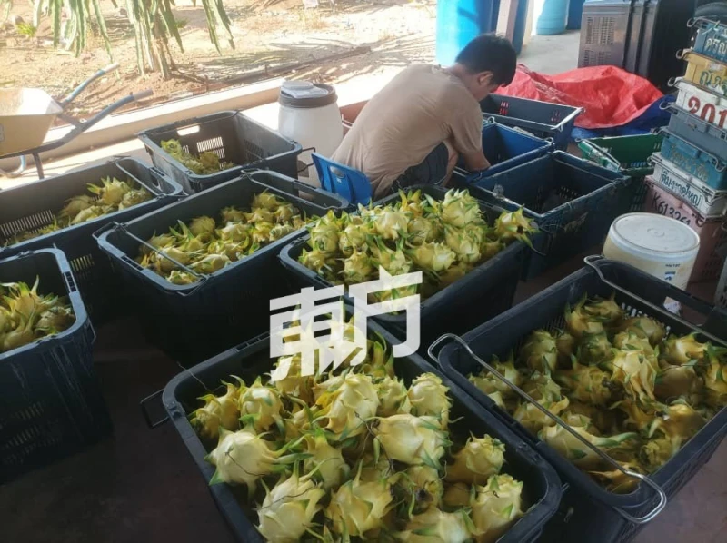 【回鄉創業系列】主打特殊品種火龍果　Sinar Farming盼讓大馬人吃到更甜美果實