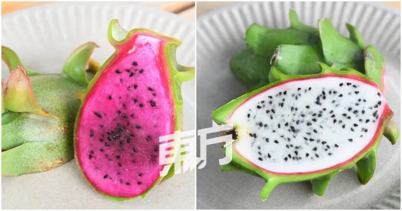 【回鄉創業系列】主打特殊品種火龍果　Sinar Farming盼讓大馬人吃到更甜美果實