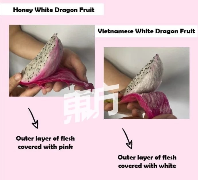 【回鄉創業系列】主打特殊品種火龍果　Sinar Farming盼讓大馬人吃到更甜美果實