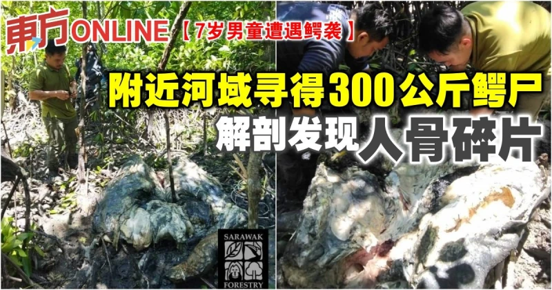 【7歲男童遭遇鱷襲】附近河域尋得300公斤鱷屍　解剖發現人骨碎片