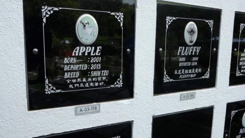 飼主盼毛小孩善終體面告別  殯葬需求十年前後漲三成