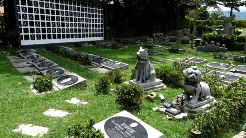 飼主盼毛小孩善終體面告別  殯葬需求十年前後漲三成