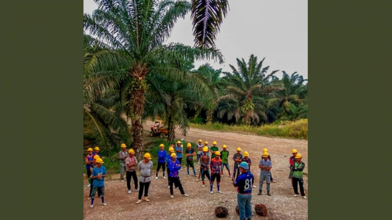 勞動力短缺困擾  大馬棕櫚油業或蒙受收益損失