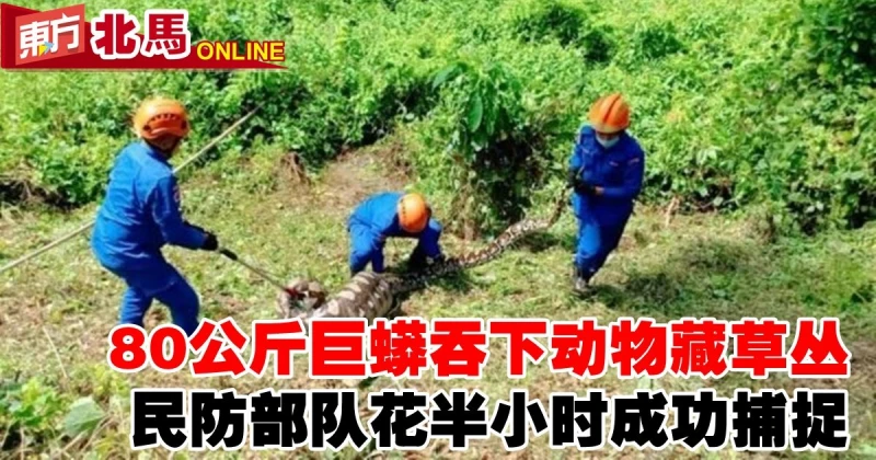 80公斤巨蟒吞下動物藏草叢　民防部隊花半小時成功捕捉